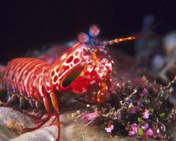 Mantis Shrimp, Fiji (Nikon F4, 105mm Macro, Aquatica hous... by Andrew Dawson 